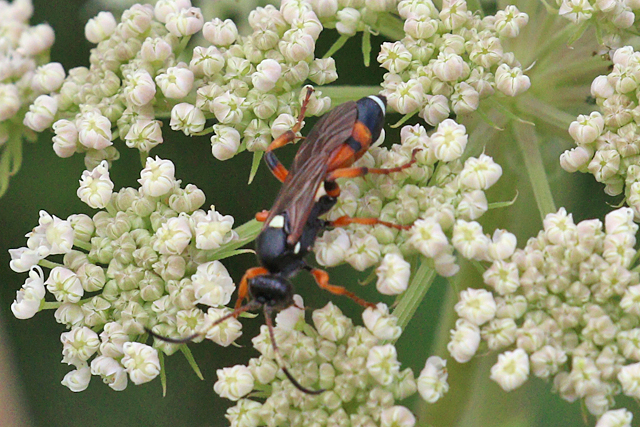 Ichneumon sarcitorius
